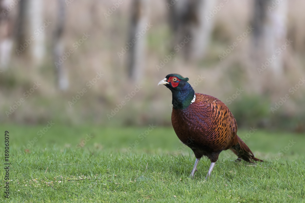 Naklejka premium red-necked pheasant from ground level feeding on grass and snow with background, environment, during winter, january in scotland.
