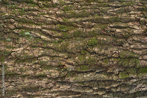 Relief texture of the bark of oak with green moss and blue lichen on it. Image of a tree bark texture.