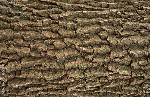 Relief texture of the brown bark of oak. Image of a tree bark texture.