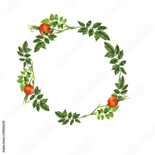 Wild rose berry and leaves wreath isolated on white background. Hand drawn watercolor illustration.