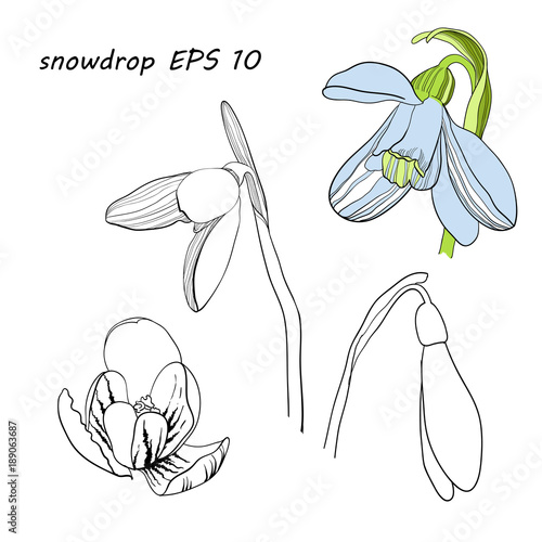 illustration of stylized First spring flowers. Isolated graphic blooming snowdrops, Galanthus nivalis for logo. photo