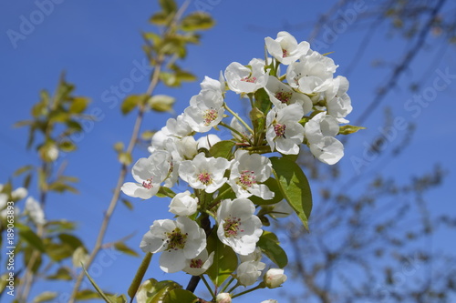 Blooming wild pear in the garden