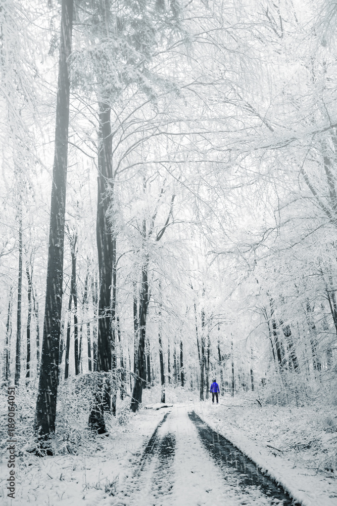 Spaziergang im Wald mit Nebel Schnee