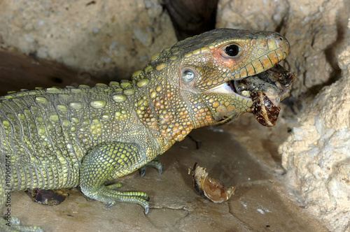 lezard mangeur d escargots dracaena guianensis