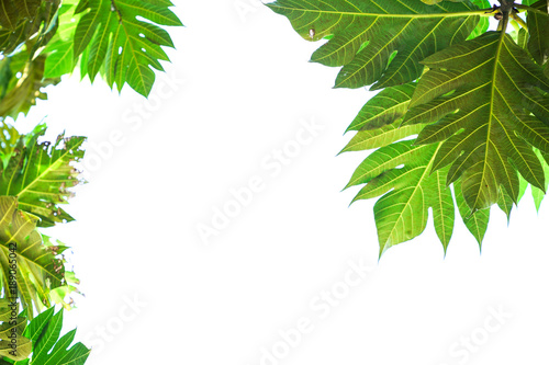 Green leaf on white background included copyspace for add text or graphic in adverstise