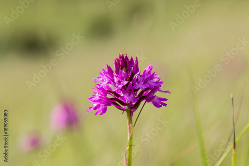 Wallpaper Mural Purple Flower Torontodigital.ca