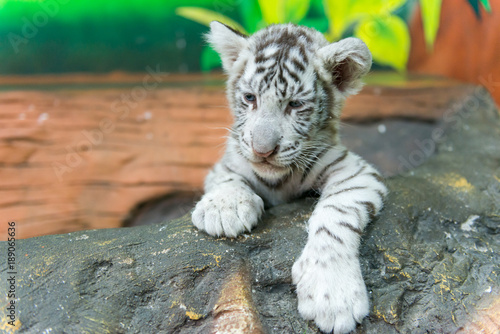 baby white bengal tiger