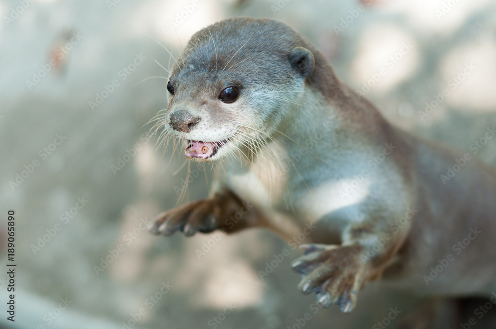 otter