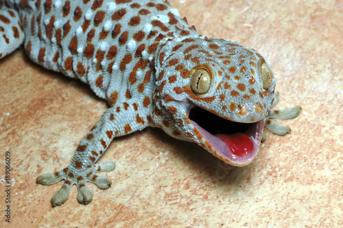 lezard gecko tokay