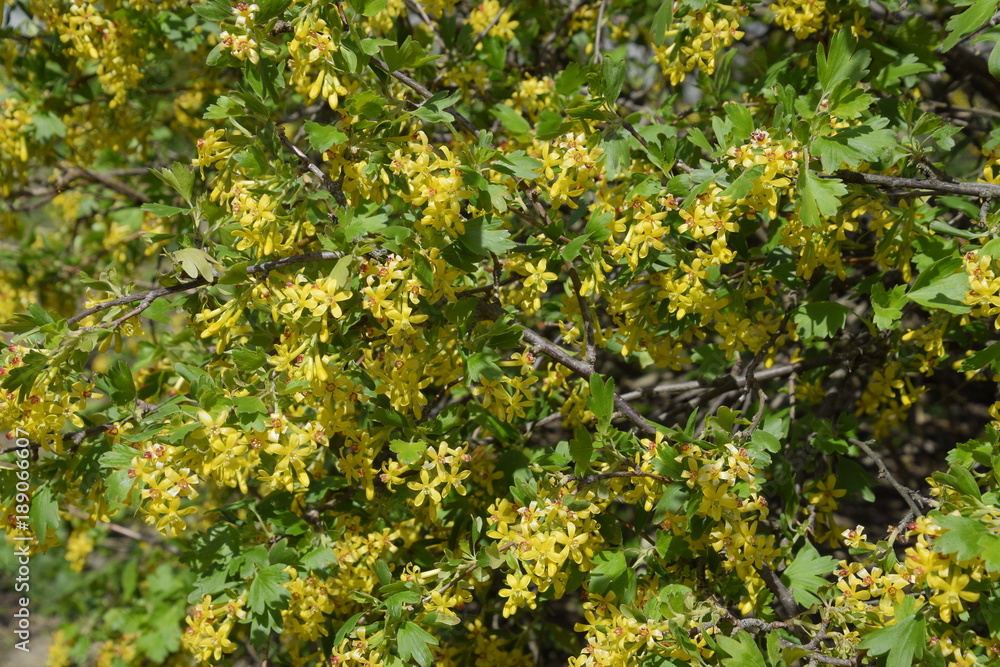 Flowering currant bush gold.