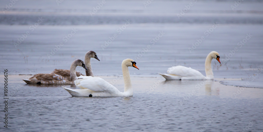 ein Pärchen Schwäne schwimmt mit zwei Jungtieren auf einem teilweise zugefrorenen See ein Pärchen Schwäne schwimmt mit zwei Jungtieren auf einem teilweise zugefrorenen See
