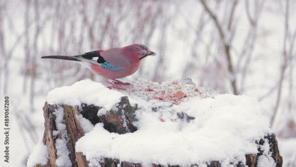 eurasian jay at the feeder in winter city park eurasian jay at the feeder in winter city park