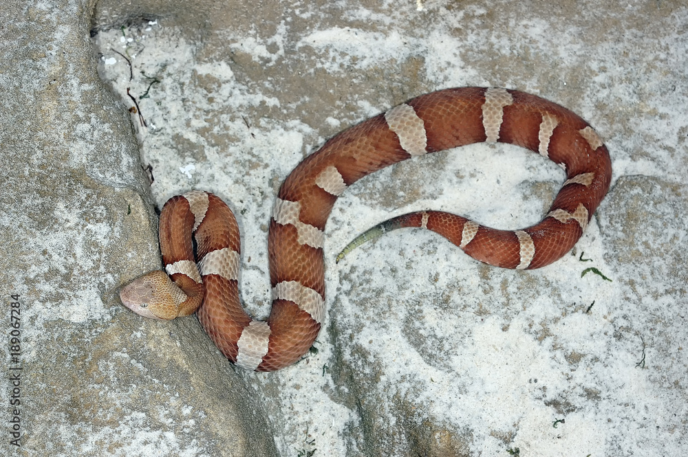 Mocassin serpent sale