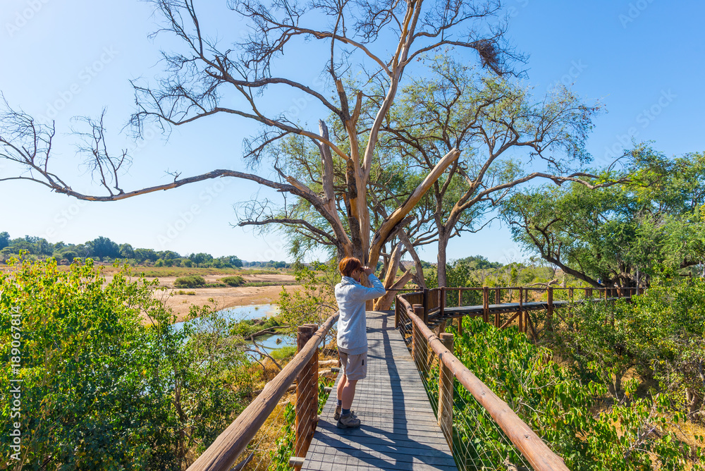 Tourist looking at panorama with binocular from viewpoint over the Olifants river, scenic and colorful landscape with wildlife in the Kruger National Park, famous travel destination in South Africa.