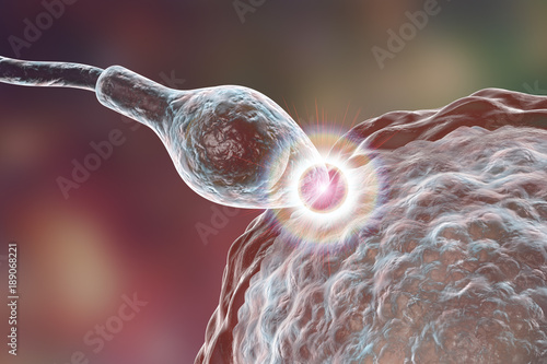 Fertilization of human egg cell by spermatozoan, 3D illustration photo