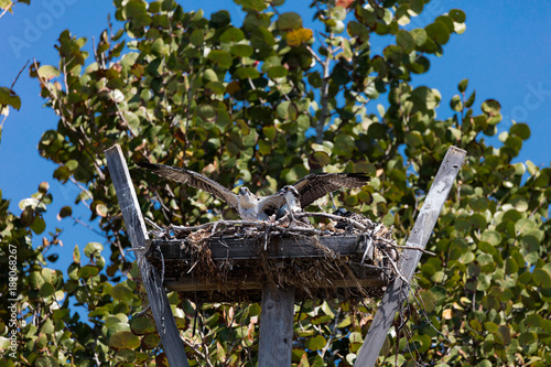 Two juvenile ospreys in the horst beg for food, Florida