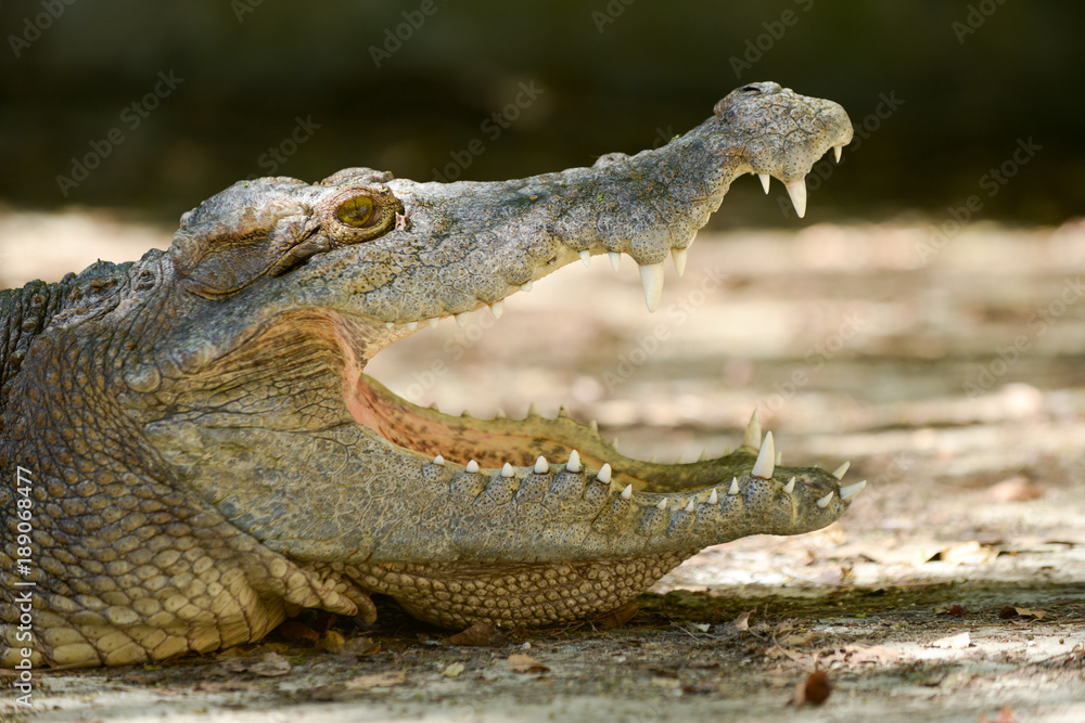 Obraz premium Crocodile mouth