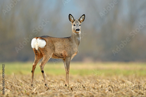 Wild roe deer in a field © Soru Epotok