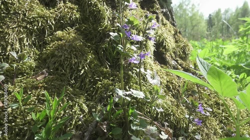 Medicinal herb - Mentha spicata or mint, Mentha Greek mintha, is a genus of plants in the family Lamiaceae photo