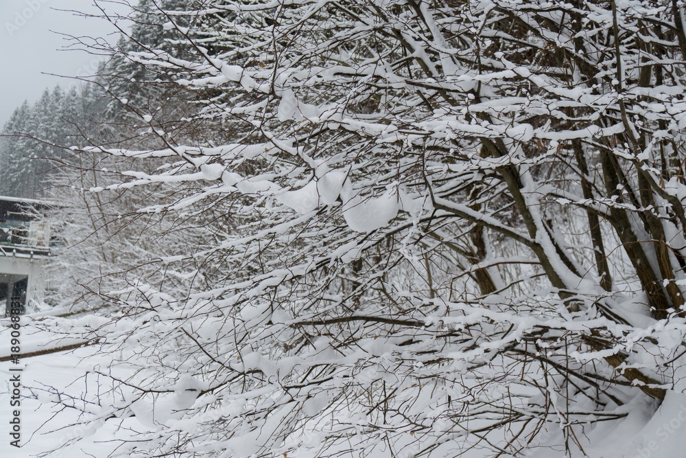 Obraz premium Nature covered in snow during deep winter. Slovakia