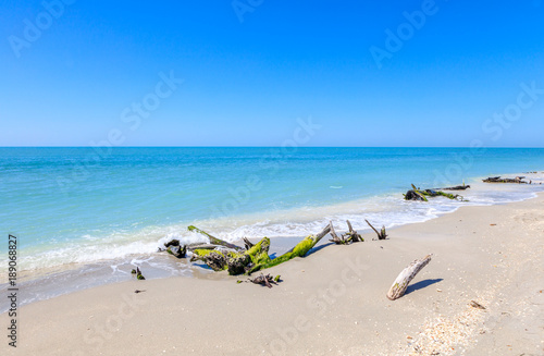 Typical beach with alluvial dead wood of Sanibel Island, Florida © captiva