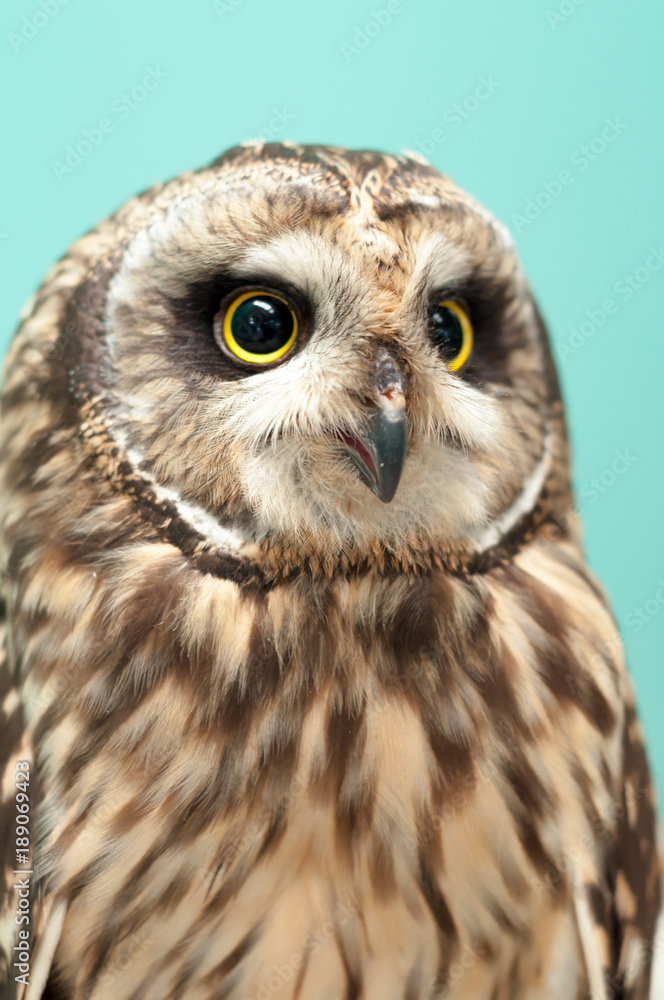 owl