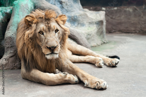 lion