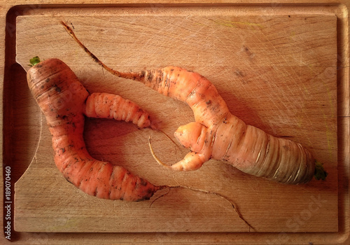 Two crooked carrots on a wooden plate. photo