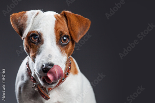 Little dog licking © Tatyana Gladskih
