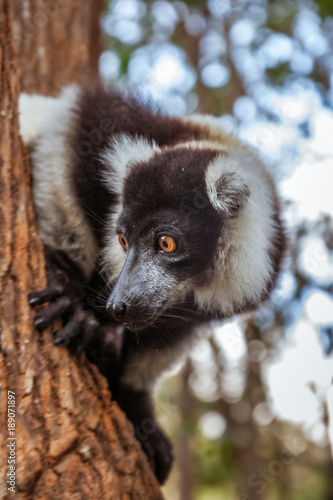 Lemur Vari