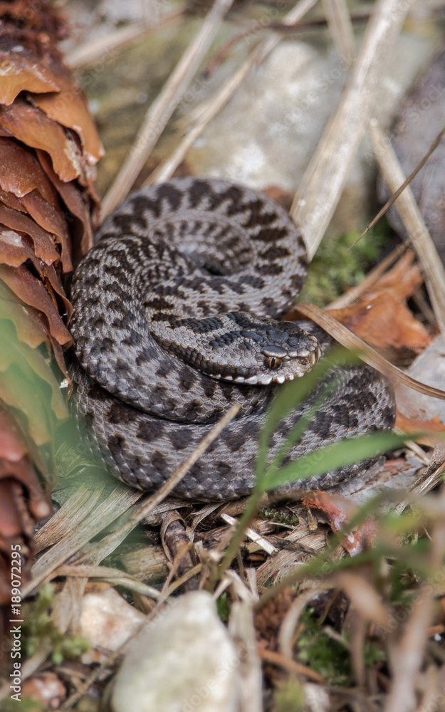 Obraz premium Young adder snake