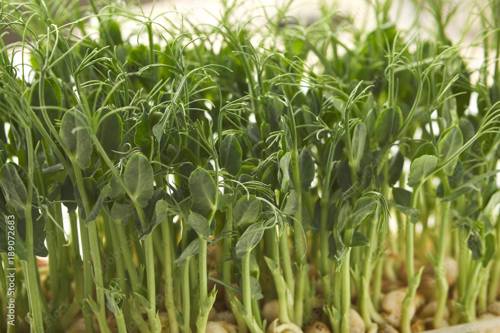 Organic growing micro greens closeup Organic growing micro greens closeup