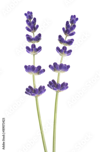 two Lavender flowers