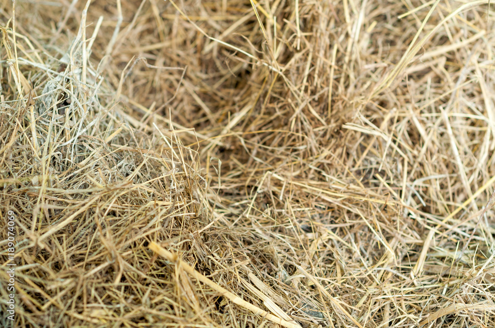 hay hay