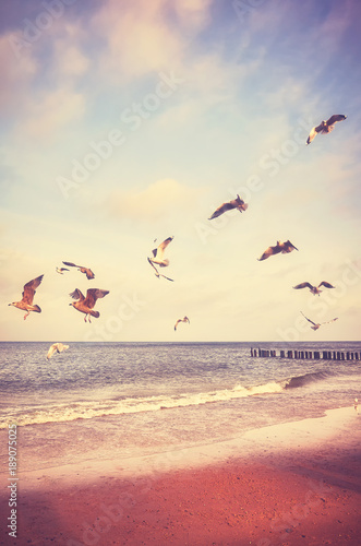 Birds flying above a beach at sunset, color toned picture.