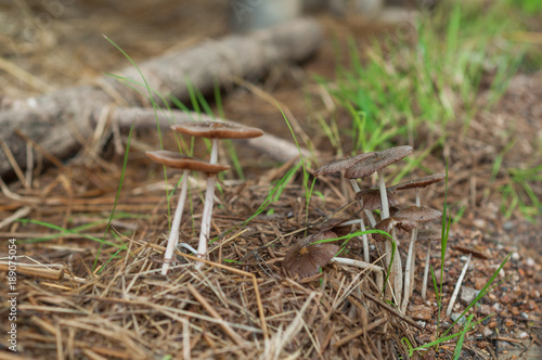 Mushroom © J.NATAYO