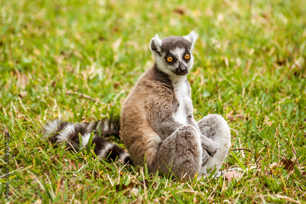 Fototapeta premium Male Lemur Catta