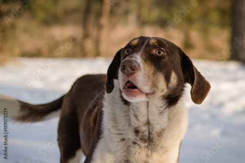 Fototapeta Naklejka Na Ścianę i Meble -  Stray dog in winter. A stray dog in the snow. Portrait of a mixed breed of white-brown dog on a winter street. Portrait of a beautiful dog. Close-up photo of a dog. A dog in the winter forest.