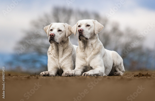 Fototapeta Naklejka Na Ścianę i Meble -  two cute white labrador retriever dogs puppies lying outdoors next to each other looking pretty