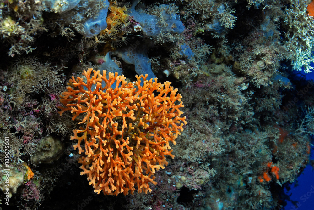 Pentapora foliacea 796_060, briozoo cuerno del alce Pentapora foliacea 796_060, briozoo cuerno del alce