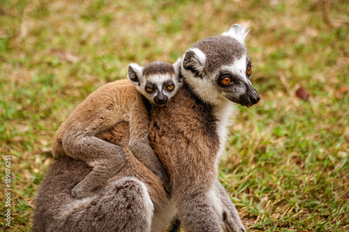 Mom and child Lemurs Catta © Pierre-Yves Babelon