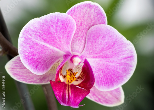 Bl  te der Orchidee