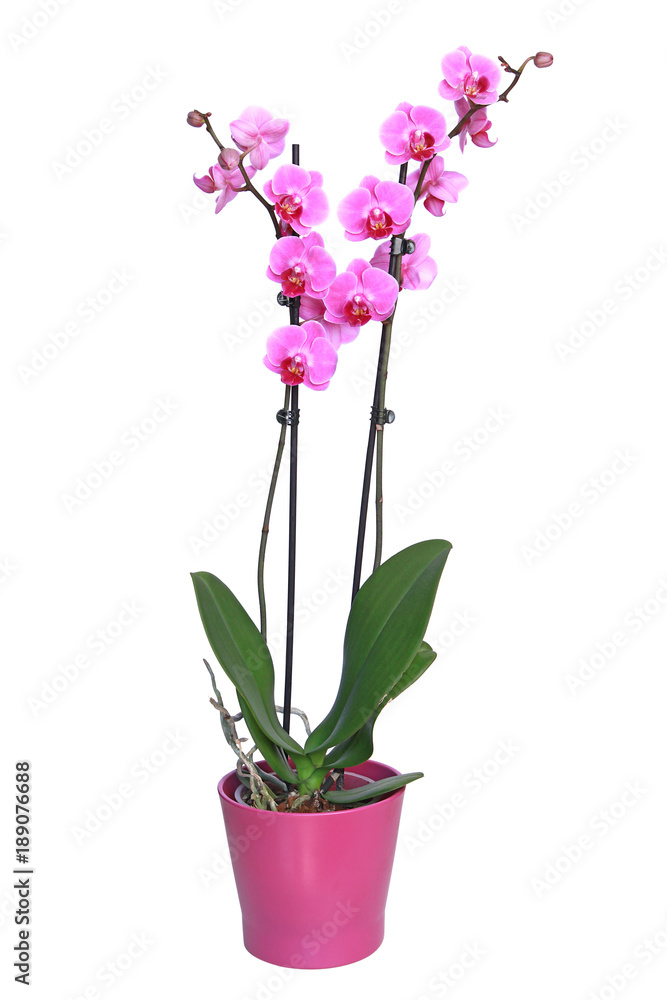 Fototapeta premium Storczyk Phalaenopsis 2 łodygi