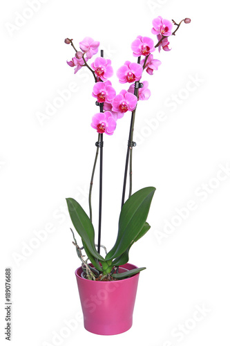 Orchidée phalaenopsis 2 tiges