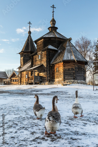 Traditional Russian wooden church of the Resurrection from village of Patakino. The monument of Russian wooden architecture of the late XVIII century. Domestic geese. Suzdal. Russia. photo