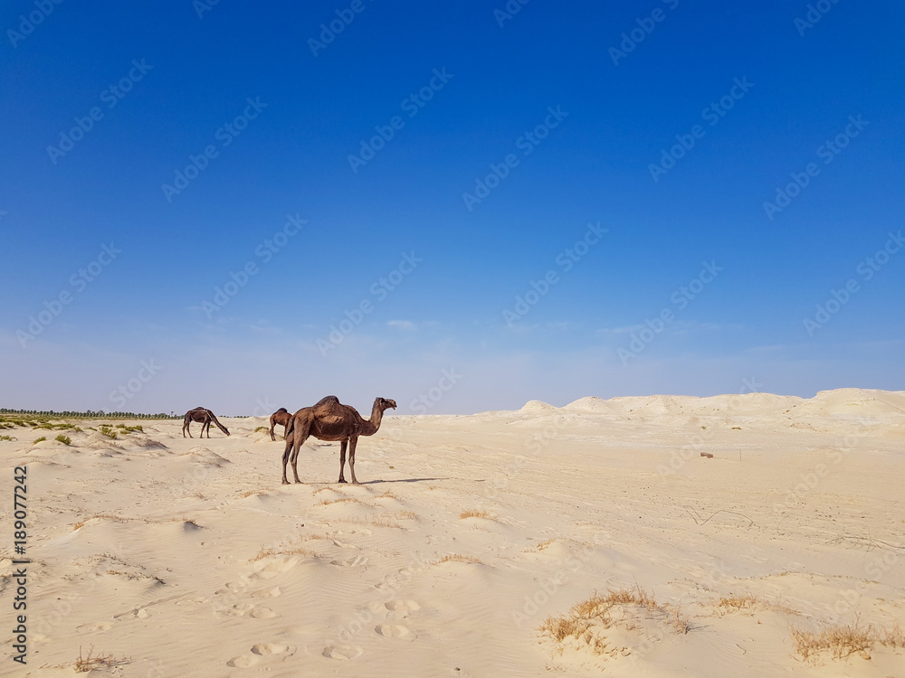 Camel in desert of Saudi Arabia