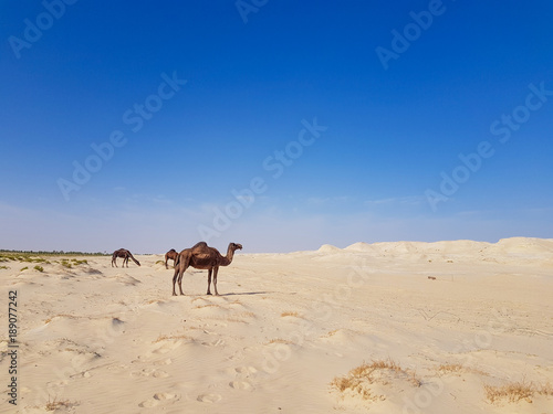 Camel in desert of Saudi Arabia