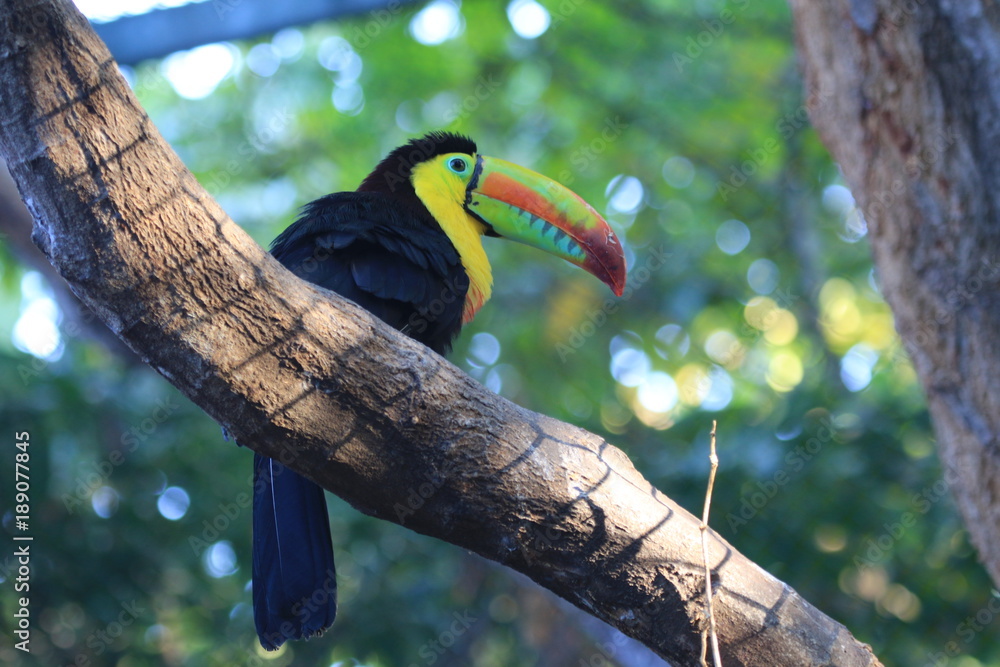 Fototapeta premium toucan sitting on a tree branch