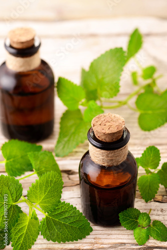 lemon balm essential oil in the bottle, with fresh leaves