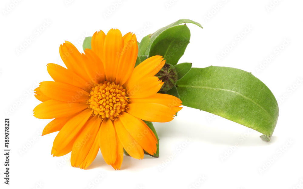 marigold flowers with green leaf isolated on white background ( calendula flower ) - obrazy, fototapety, plakaty 